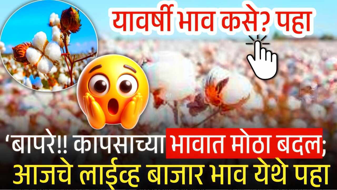 कापूस दरात मोठा बदल; 10,000 क्विंटल भाव मिळणार ‘हे’ काम करा Cotton Price Today