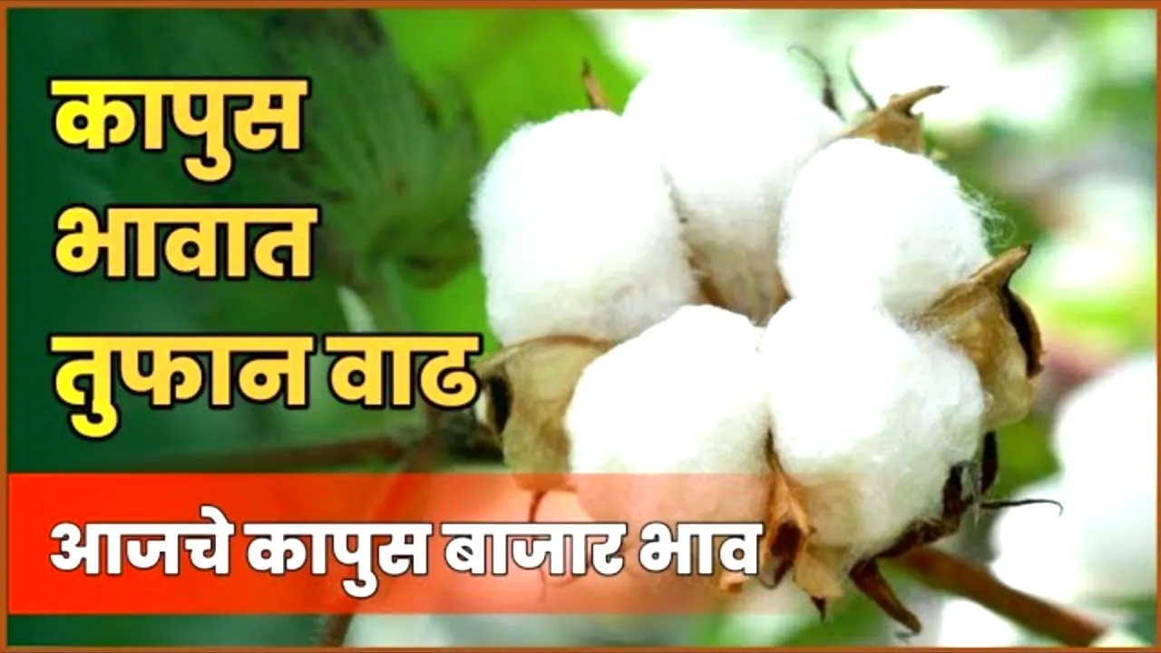 कापूस उत्पादक शेतकऱ्यांसाठी खुशखबर: कापसाचा हमीभाव वाढला! नवीन हमीभाव जाहीर | Cotton msp