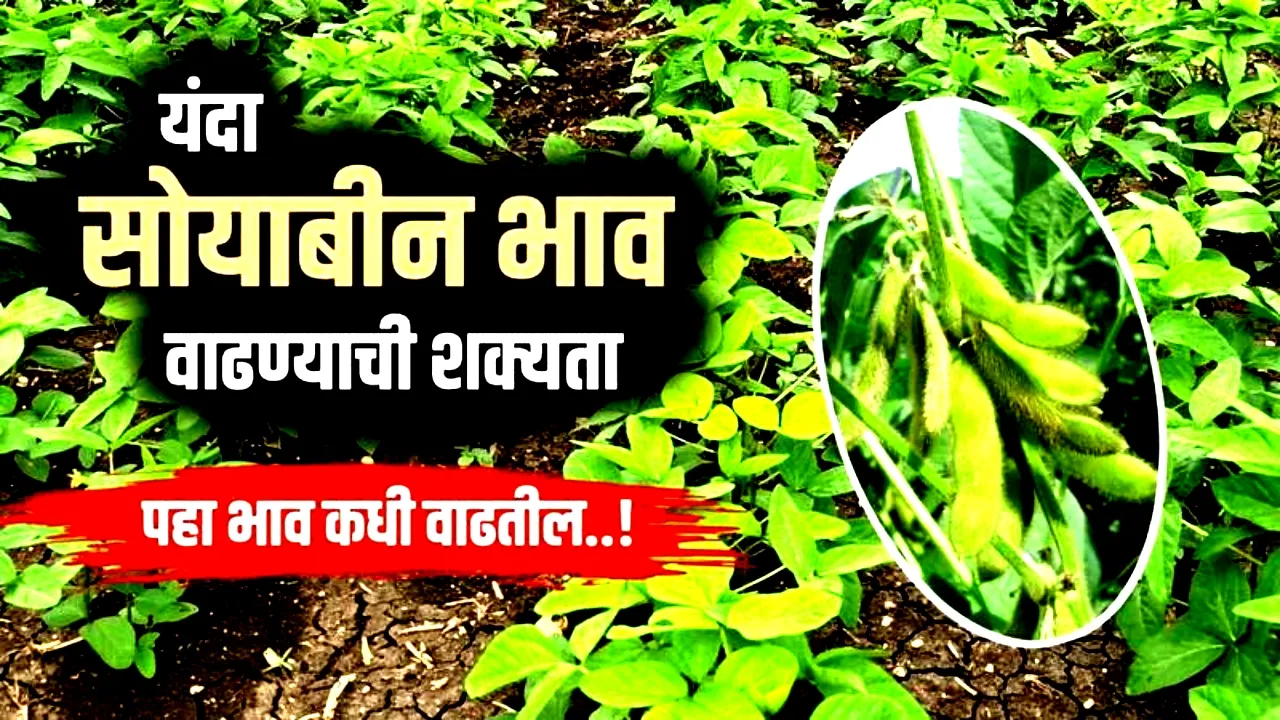 सोयाबीनचा भाव: सप्टेंबर २०२५ मध्ये दर काय राहील? शेतकऱ्यांनी काय करावे? | Soyabean Market September 2025